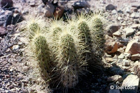 Echinocereus nicholii Tucson, Az, USA JLcoll.1193